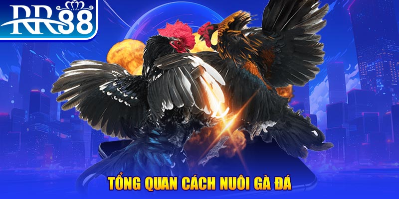 shbet99 VA Điện Tử