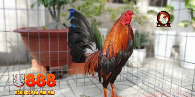 shbet99 casino máy tính